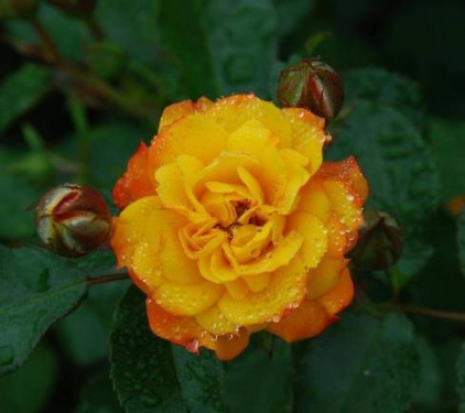 Rose_Gelborange 01